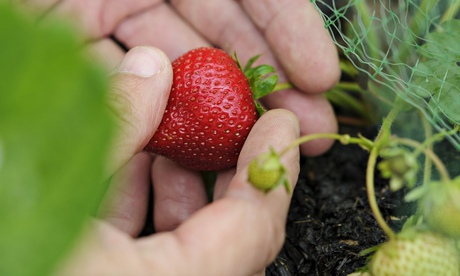 hands holding some strawberries on the vine