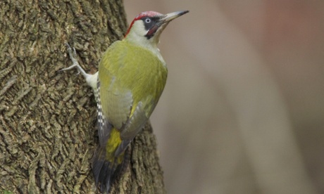 A green woodpecker on a tree trunk
