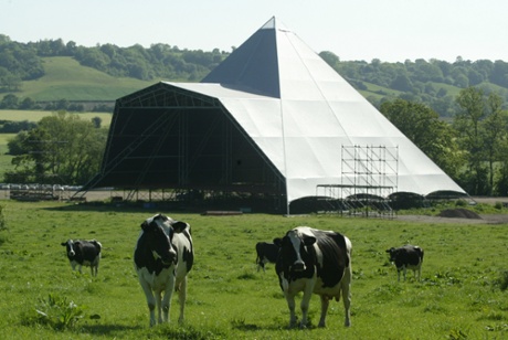Part of the Eavis dairy herd, just chillin'.