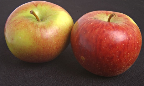 Core values: Cox apples are sprayed 21 times. Photograph: Sarah Lee for the Guardian