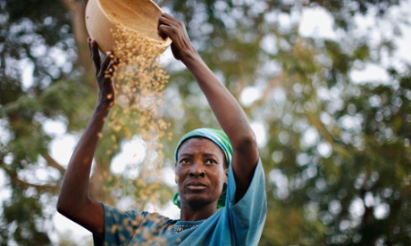 A woman winnows rice in the northern Ghanaian town of Bolgatanga.