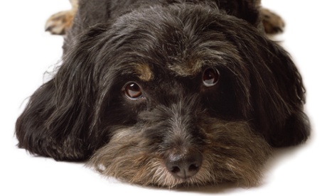 Is crating your dog OK?