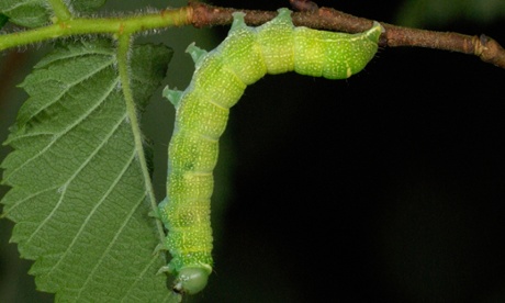 Common Quaker moth (Orthosia cerasi) caterpillar feeding on elm leaves.