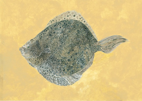 Annie Freud's illustration of a turbot for one of her poems