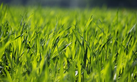 GM wheat crops at Rothamsted Research Centre, Harpenden