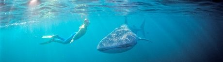 A whale shark off the Ningaloo Reef.