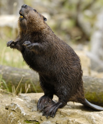 Not Justin Bieber, just a beaver - a truer symbol of Canada.