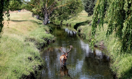 A Red Deer stag cools down in a river in Richmond Park