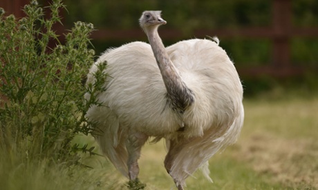 Female partner of the missing rhea bird 