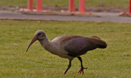 A hadeda ibis