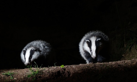 Badgers come into the garden every night, lured by peanuts.