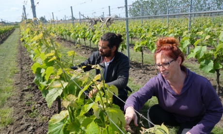 Murat Sofrakis and Lena Jörgensen in the Klagshamn vineyard.