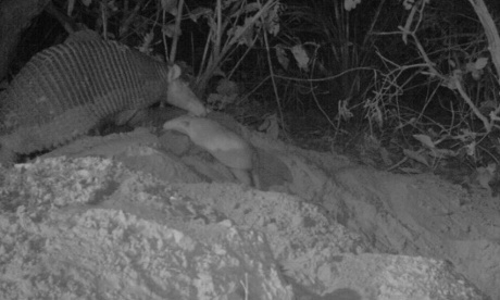 Alex’s first steps out of the burrow beside the much larger Isabelle. The team believes he was about 24 days old in this camera trap photo.