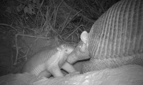 Relationships between giant armadillos are more intimate than imagined. Here Isabelle nuzzles a 2-month-old Alex.