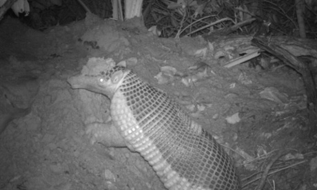 Alex with dirt on his head coming out of the burrow. At a year-and-a-half he was still living with his mother. 