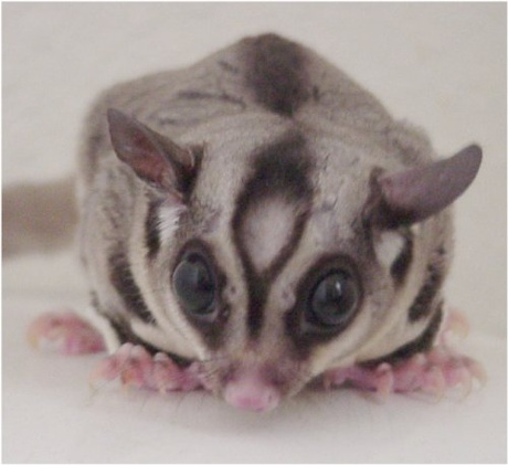 Adult male sugar glider, Petaurus breviceps