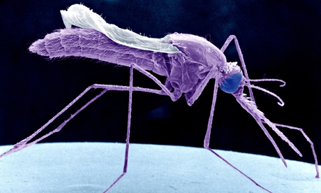 Anopheles Stephensi, Sem