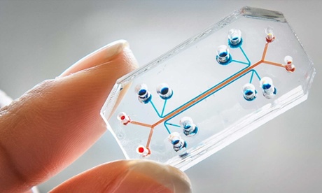 A human lung on a chip.