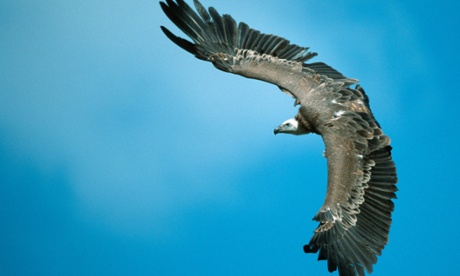 griffton vulture