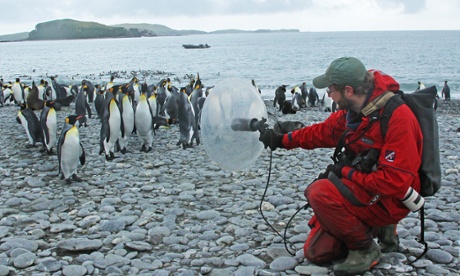 Recording king penguins