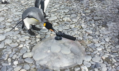 King penguin parabola