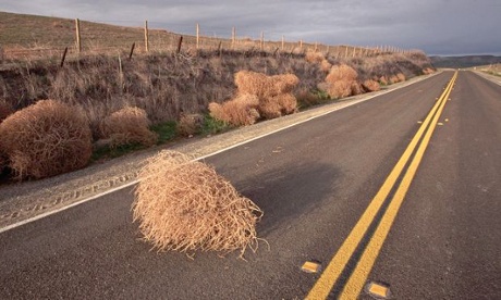Tumbleweed