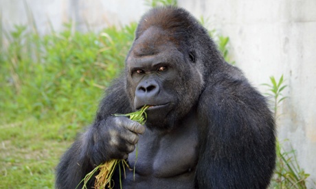 Handsome beast: Shabani the gorilla at Higashiyama Zoo in Japan.