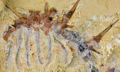 Hairy Collins' Monster