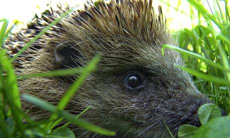 hedgehog in grass