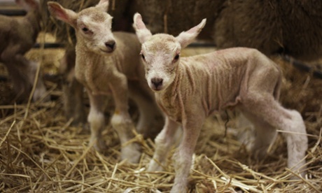 Newborn lambs - watch out for the crows and jays on overhanging branches.