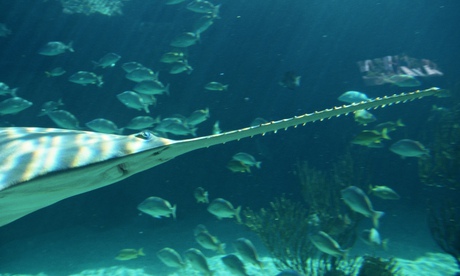 Smalltooth sawfish 