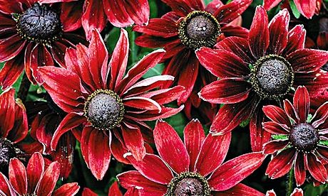 Rudbeckia ‘Cherry Brandy’