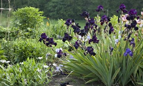 purple irises