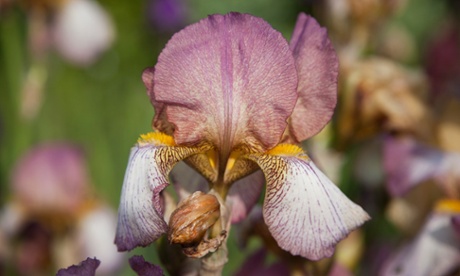 In the pink: Iris 'Benton Deidre'.