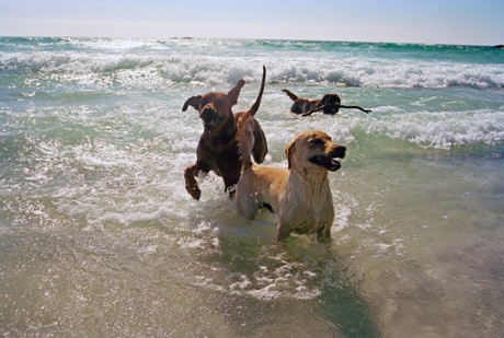 Dogs in the sea.