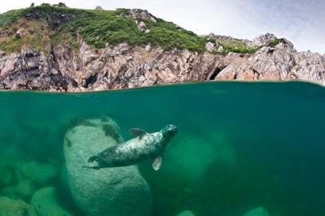 An atlantic grey seal off Lundy.