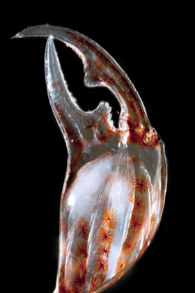 ‘Plankton have not really been explored,’ says Christian Sardet.