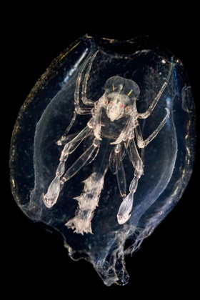 ‘Plankton are a huge range of sizes and very fragile.’