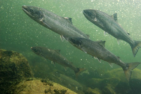 Atlantic salmon  spawning migration upstreams, Namsen river, Norway