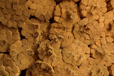 Reed storageDACH-REED Szymon Smolczy  ski Rozwarowo 372- 400 Kamie   PomorskiPoland