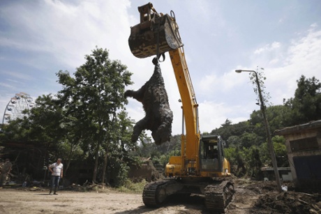 An excavator removes a dead bear at the zoo in Tbilisi on 17 June.The zoo lost nearly half its inhabitants to the flood.