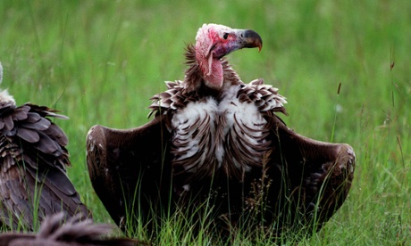 Hooded vulture Masai Mara, Kenya