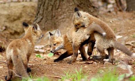 Baby Foxes at Play