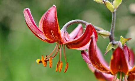 Turk's cap lily (Lilium martagon 'Claude Shride'). Image shot 2013. Exact date unknown.