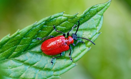 Bright red lily beetle on a leaf