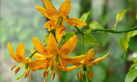 The Hanson lily.