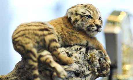 A stuffed tiger cub 'lying' on a rock