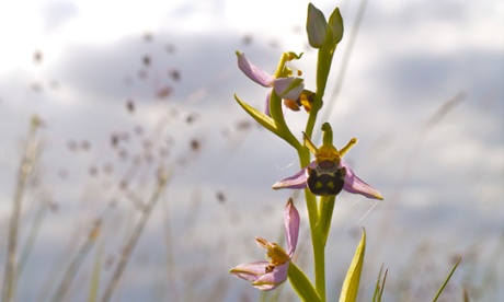 Bee orchid on Wenlock Edge 