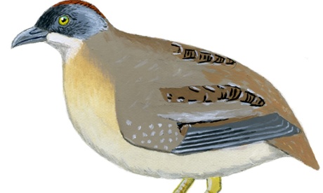 Sketch of buff-breasted button-quail