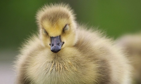 How cute is this sleeping gosling?